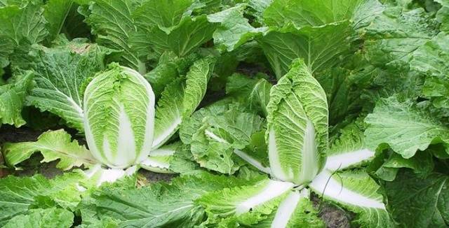 Peking cabbage varieties resistant to flowering