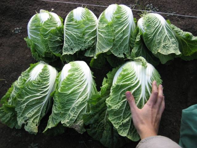 Peking cabbage varieties resistant to flowering