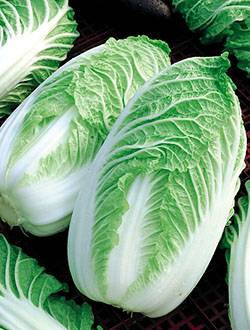 Peking cabbage varieties resistant to flowering