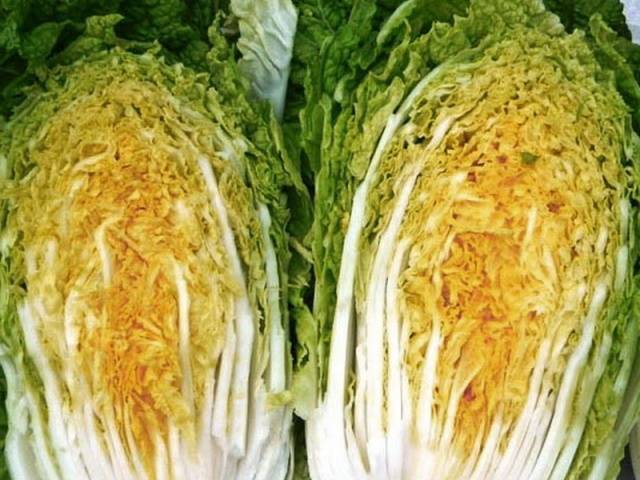 Peking cabbage varieties resistant to flowering