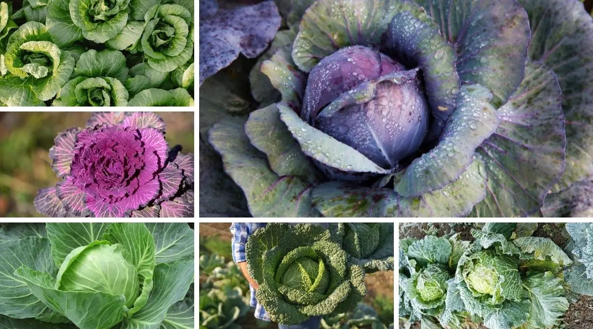 Peking cabbage varieties resistant to flowering