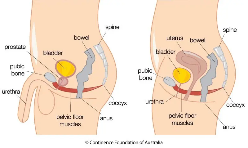 Pelvic floor muscles