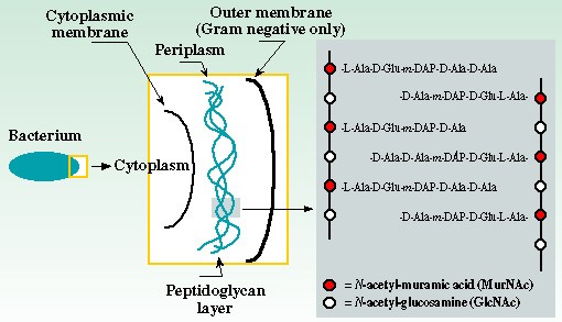 Penicillin &#8211; how does it work?