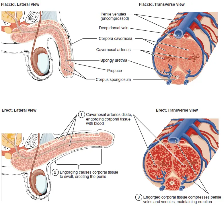 Penis &#8211; structure, size, erectile dysfunction. The most common diseases of the penis [WE EXPLAIN]