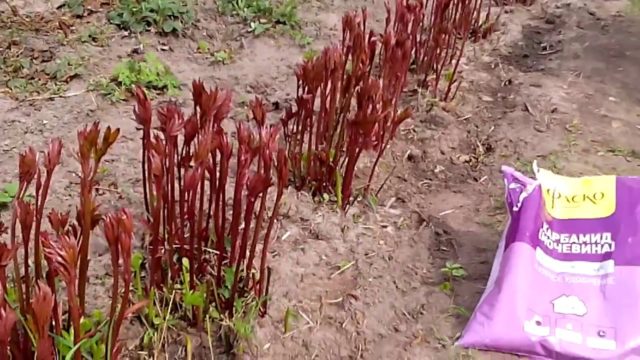 Peonies: care after winter, spring, summer, tips from experienced gardeners