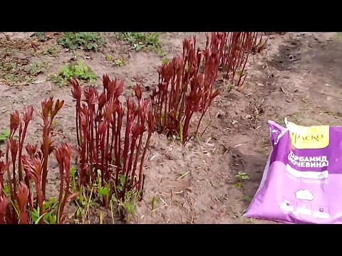 Peonies: care after winter, spring, summer, tips from experienced gardeners