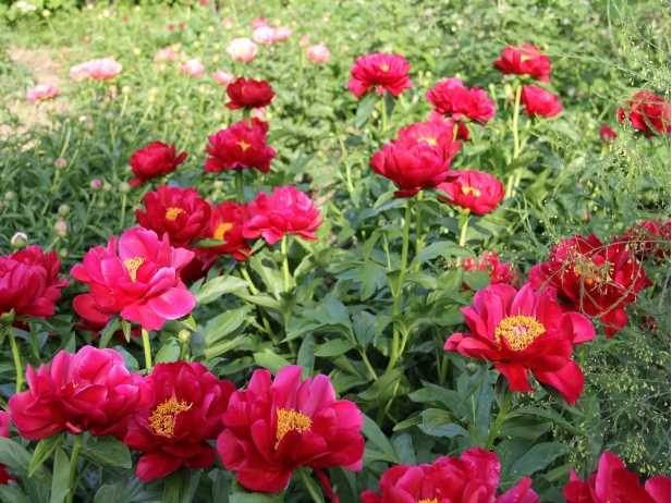 Peonies: what to plant next to, how to arrange flower beds, landscape tricks