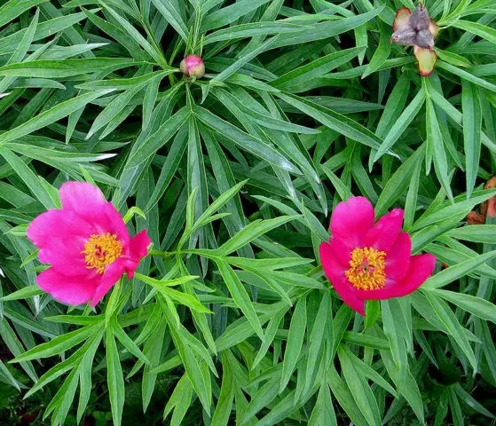 Peonies: what to plant next to, how to arrange flower beds, landscape tricks