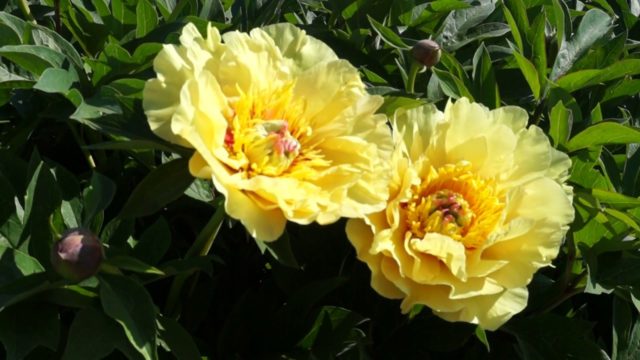 Peonies: what to plant next to, how to arrange flower beds, landscape tricks