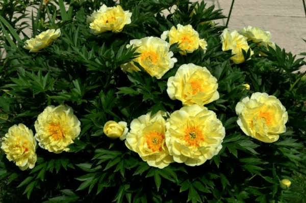 Peonies: what to plant next to, how to arrange flower beds, landscape tricks