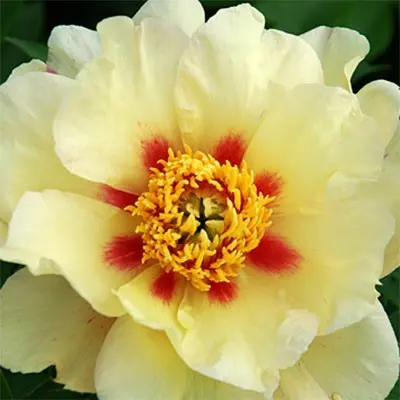 Peonies: what to plant next to, how to arrange flower beds, landscape tricks