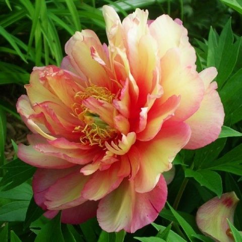 Peonies: what to plant next to, how to arrange flower beds, landscape tricks