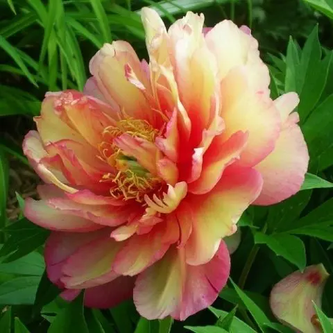 Peonies: what to plant next to, how to arrange flower beds, landscape tricks