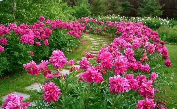 Peonies: what to plant next to, how to arrange flower beds, landscape tricks