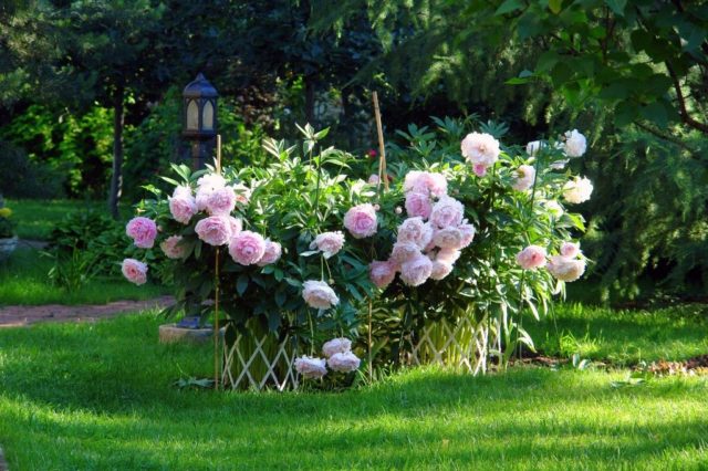 Peonies: what to plant next to, how to arrange flower beds, landscape tricks