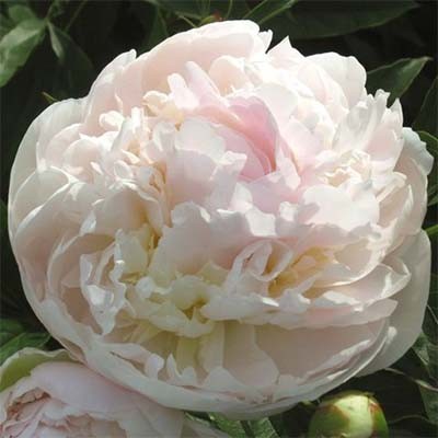 Peonies: what to plant next to, how to arrange flower beds, landscape tricks