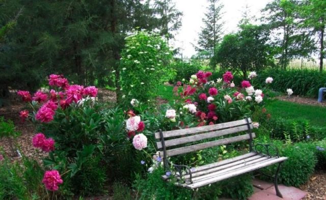 Peonies: what to plant next to, how to arrange flower beds, landscape tricks