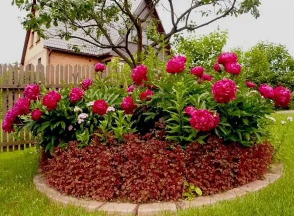 Peonies: what to plant next to, how to arrange flower beds, landscape tricks