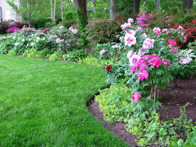 Peonies: what to plant next to, how to arrange flower beds, landscape tricks