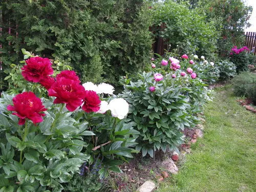 Peonies: what to plant next to, how to arrange flower beds, landscape tricks