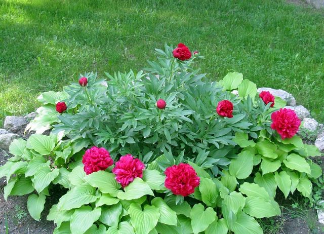 Peonies: what to plant next to, how to arrange flower beds, landscape tricks