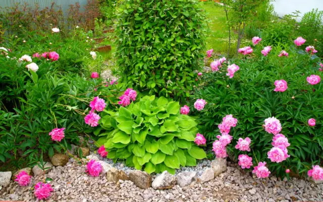 Peonies: what to plant next to, how to arrange flower beds, landscape tricks