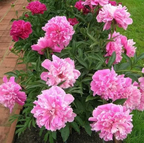 Peonies: what to plant next to, how to arrange flower beds, landscape tricks