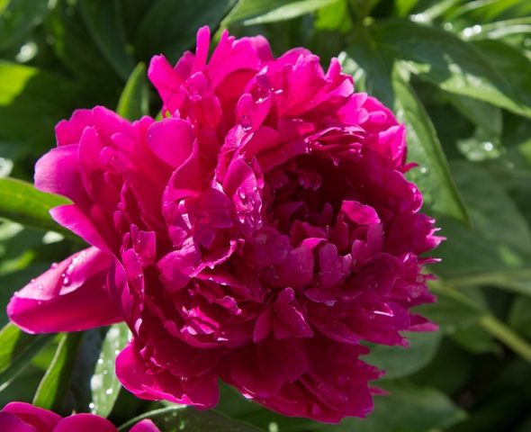 Peonies: what to plant next to, how to arrange flower beds, landscape tricks