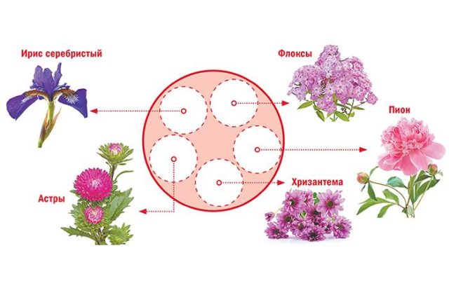 Peonies: what to plant next to, how to arrange flower beds, landscape tricks