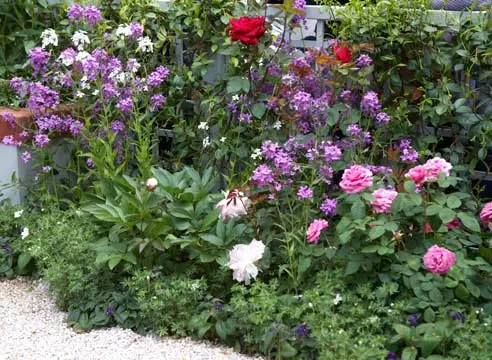 Peonies: what to plant next to, how to arrange flower beds, landscape tricks