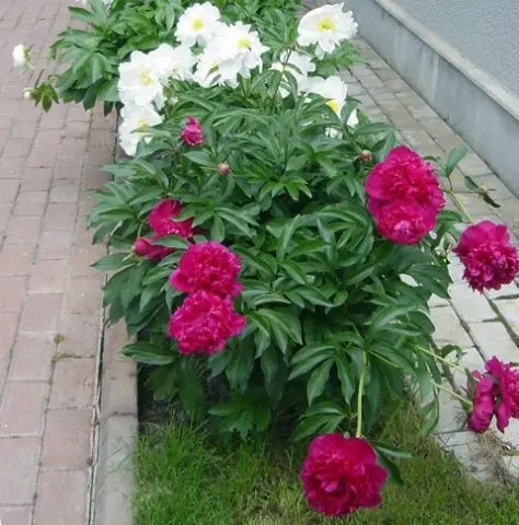 Peonies: what to plant next to, how to arrange flower beds, landscape tricks