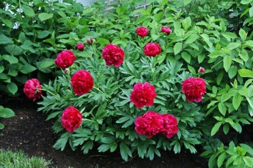 Peonies: what to plant next to, how to arrange flower beds, landscape tricks