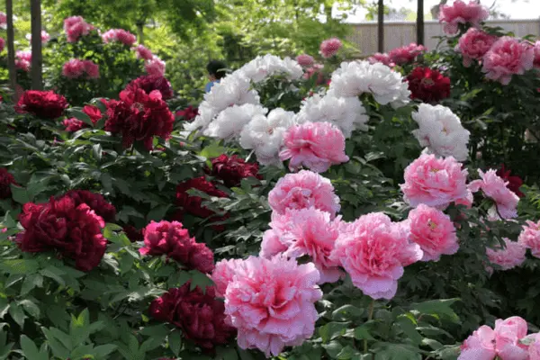 Peonies: what to plant next to, how to arrange flower beds, landscape tricks