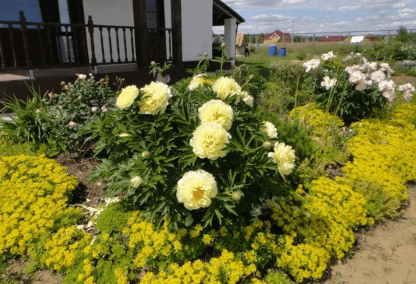 Peonies: what to plant next to, how to arrange flower beds, landscape tricks