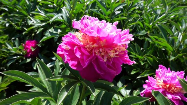 Peonies: what to plant next to, how to arrange flower beds, landscape tricks