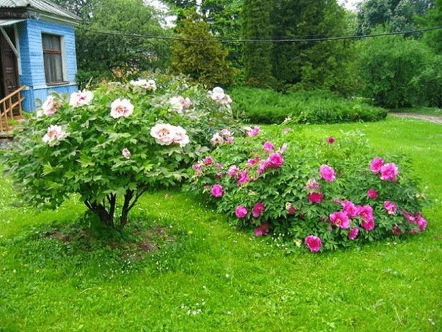 Peonies: what to plant next to, how to arrange flower beds, landscape tricks