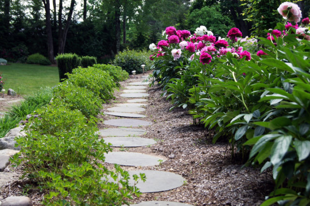 Peonies: what to plant next to, how to arrange flower beds, landscape tricks