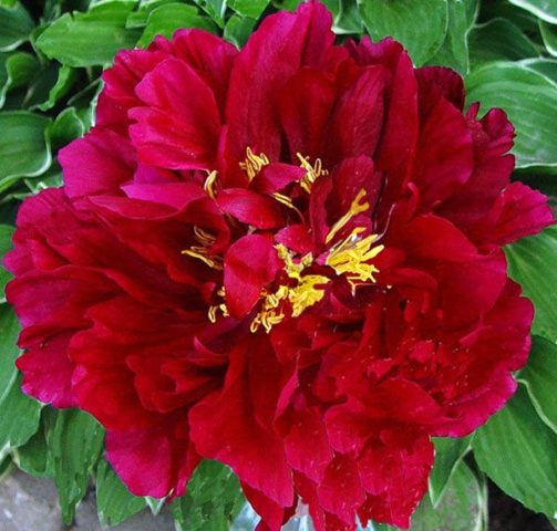 Peonies: what to plant next to, how to arrange flower beds, landscape tricks