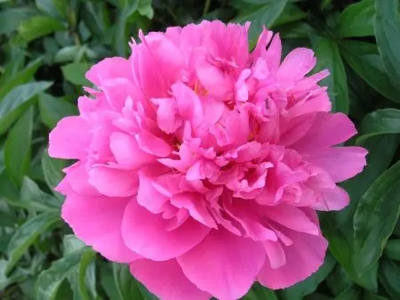 Peonies: what to plant next to, how to arrange flower beds, landscape tricks