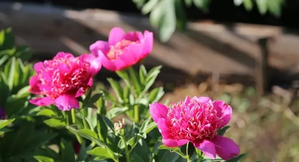 Peonies: what to plant next to, how to arrange flower beds, landscape tricks