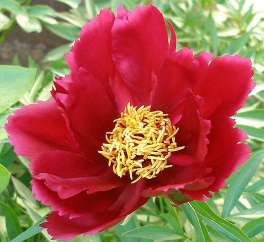 Peonies: what to plant next to, how to arrange flower beds, landscape tricks