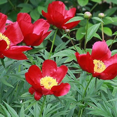 Peonies: what to plant next to, how to arrange flower beds, landscape tricks