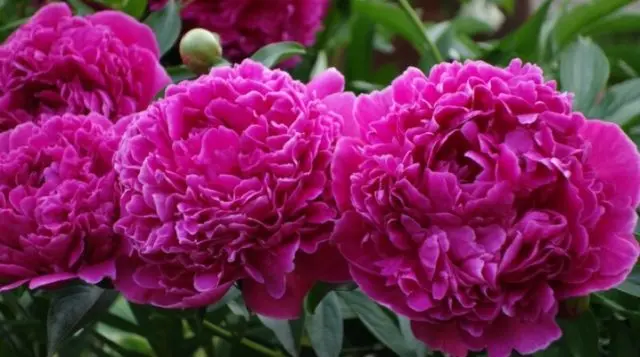 Peony Alexander Fleming: photo and description, reviews