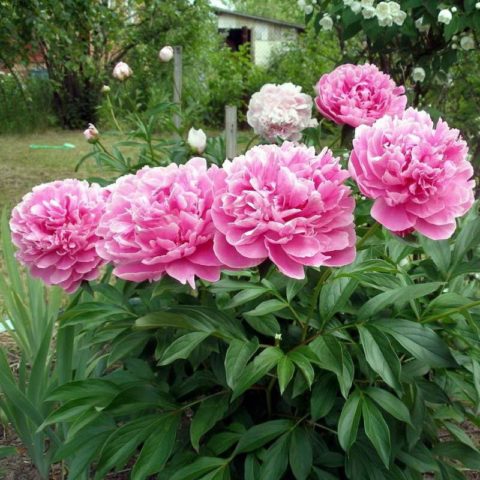 Peony Alexander Fleming: photo and description, reviews