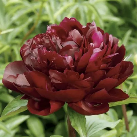 Peony Armani: photo and description, reviews