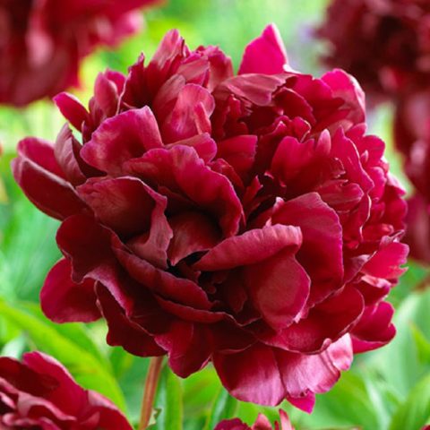 Peony Armani: photo and description, reviews