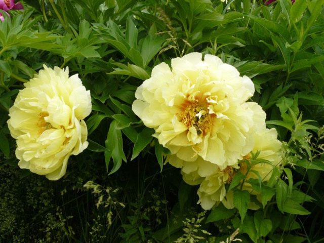 Peony Bartzella: photo and description, reviews