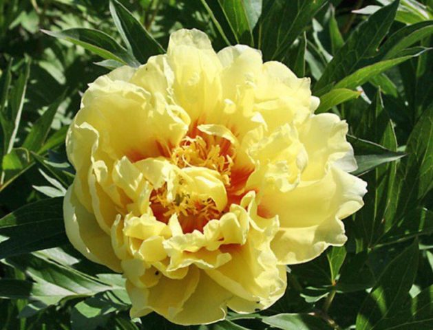 Peony Bartzella: photo and description, reviews