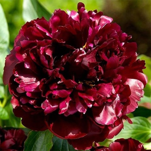 Peony Black Beauty: photo and description, reviews