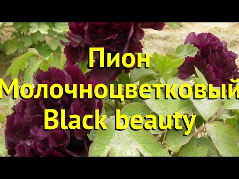 Peony Black Beauty: photo and description, reviews